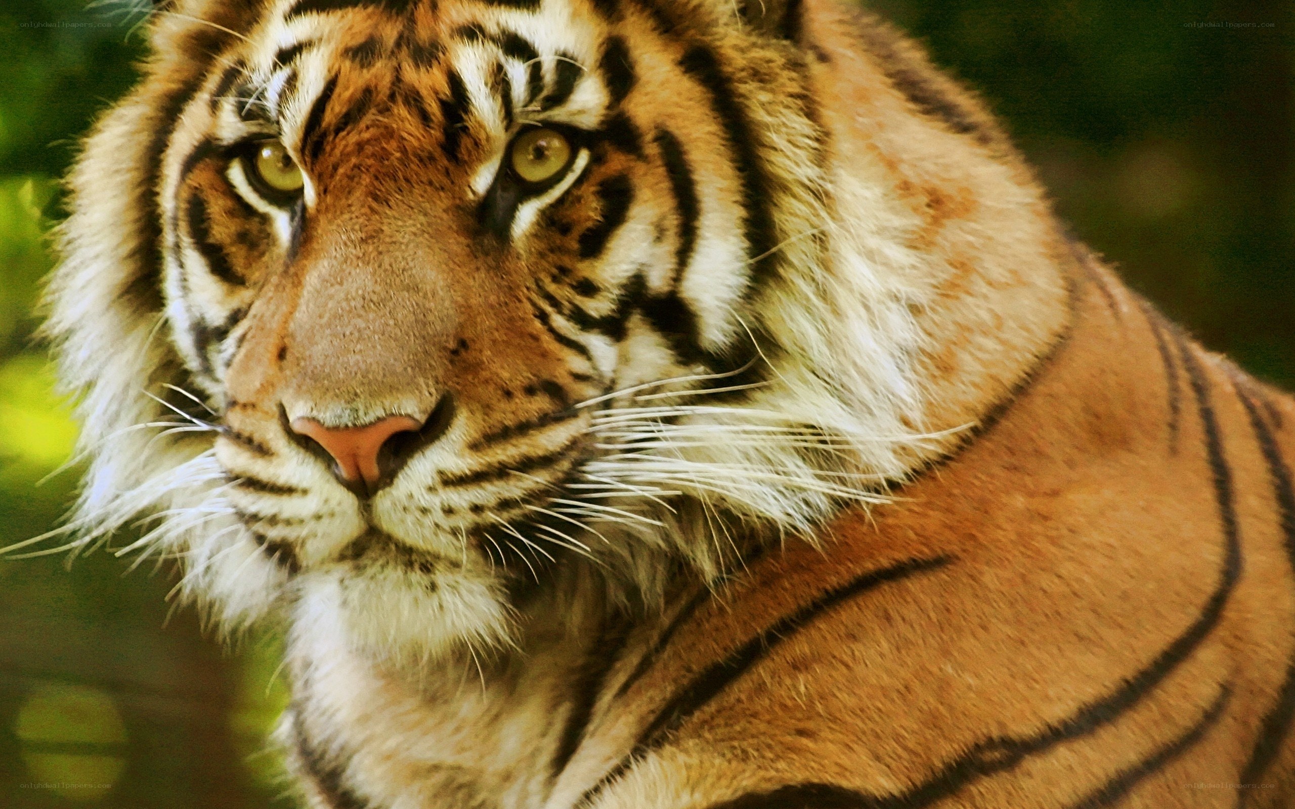 Close-up of a tiger's face