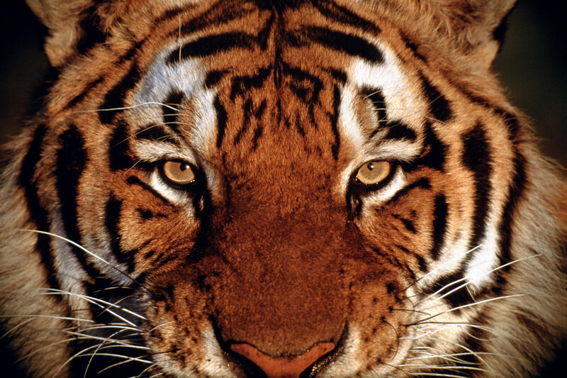 Close-up of a tiger's face