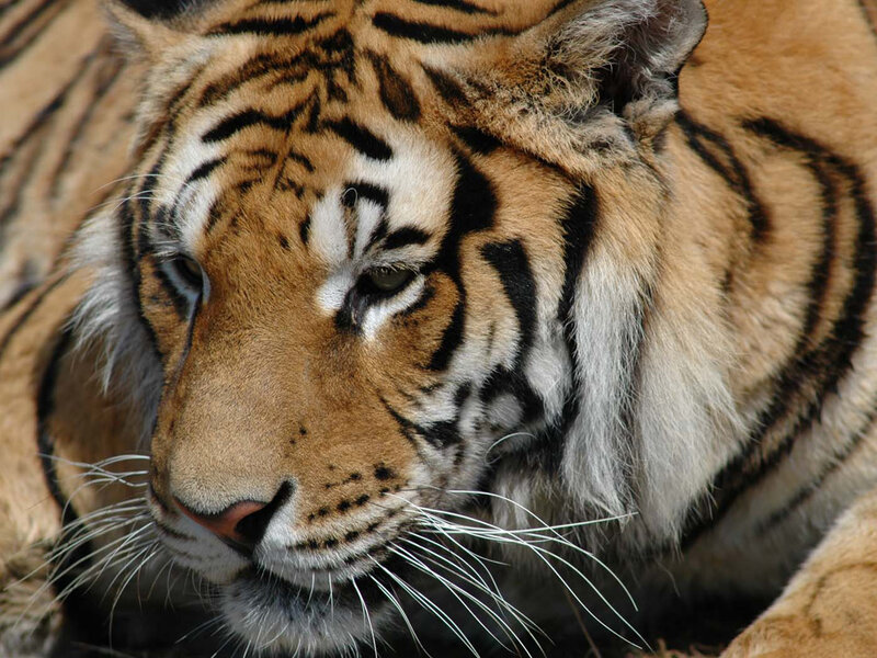 Close-up of a tiger's face