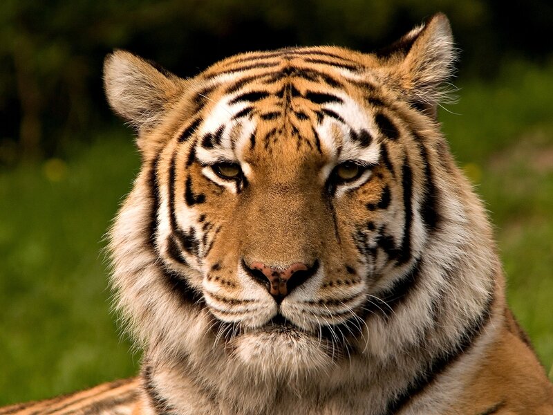 Close-up of a tiger's face