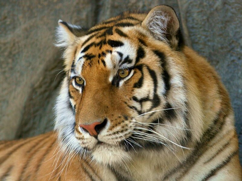 Close-up of a tiger's face