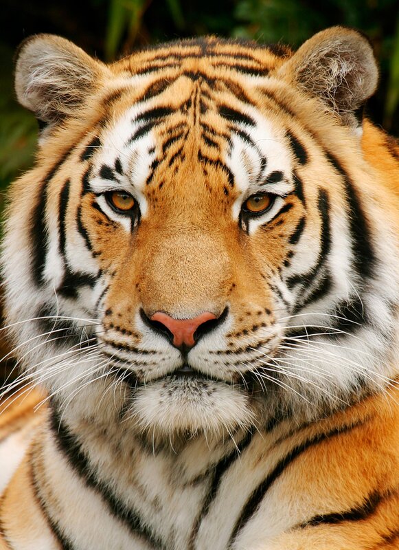 Close-up of a tiger's face
