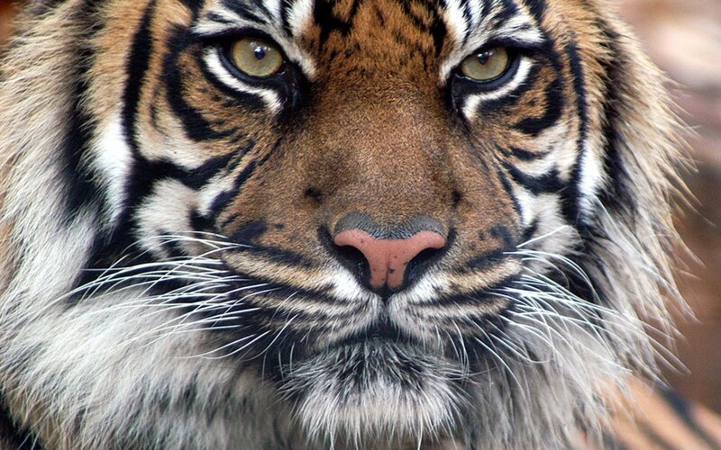 close-up of a tiger's face