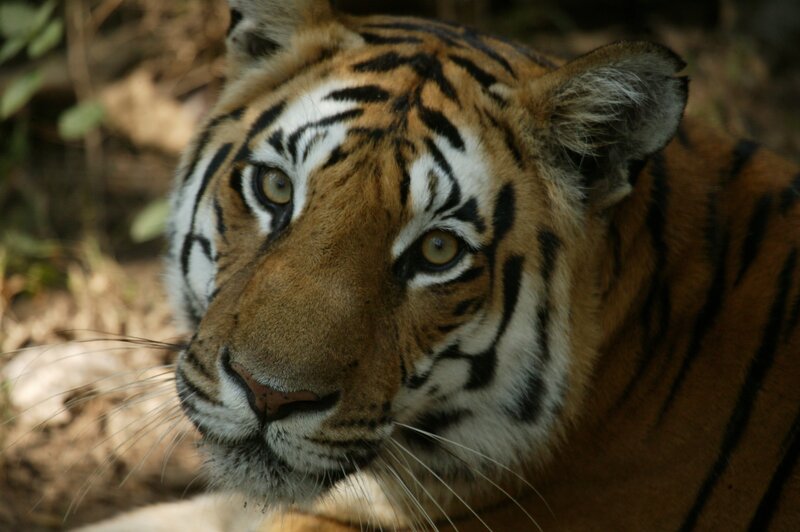 Close-up of a tiger's face