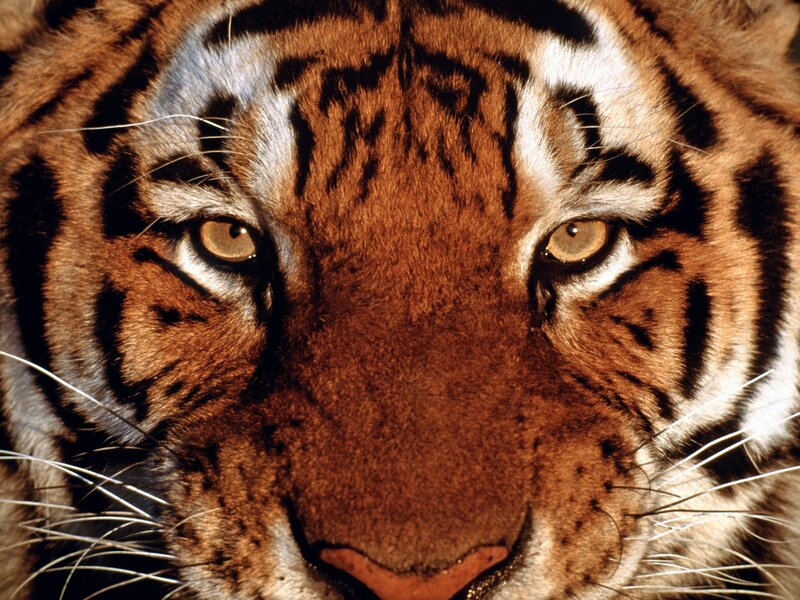 Close-up of a tiger's face