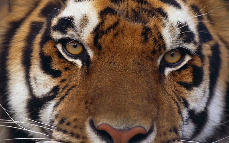 Close-up of a tiger's face