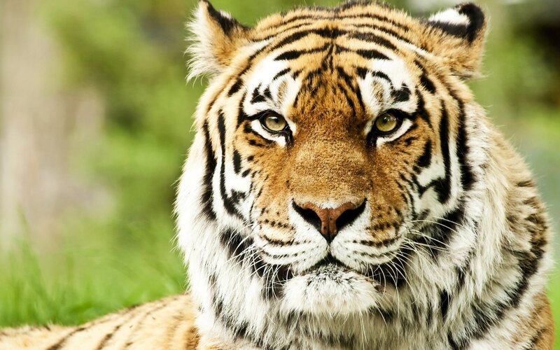 Close-up of a tiger's face