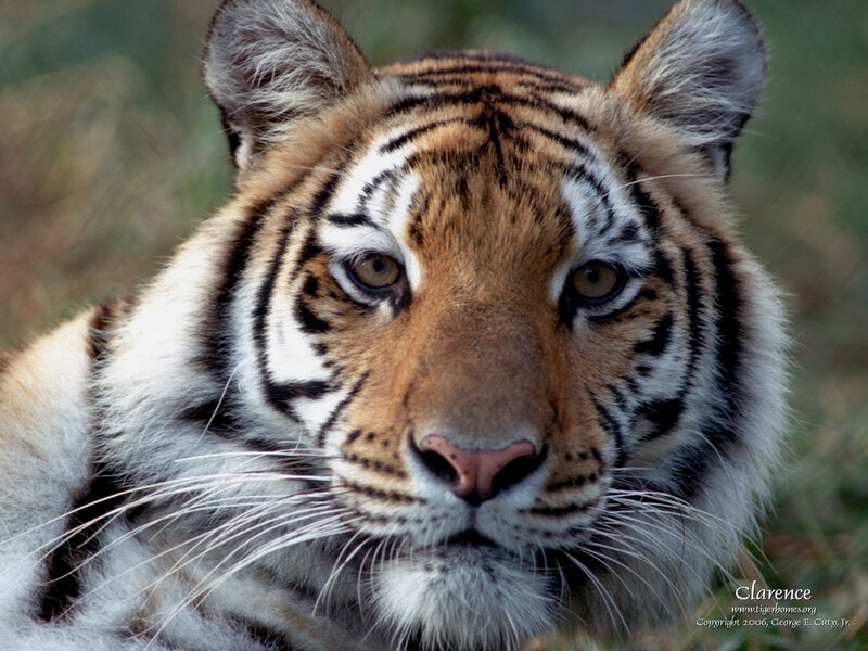 Close-up of a tiger's face