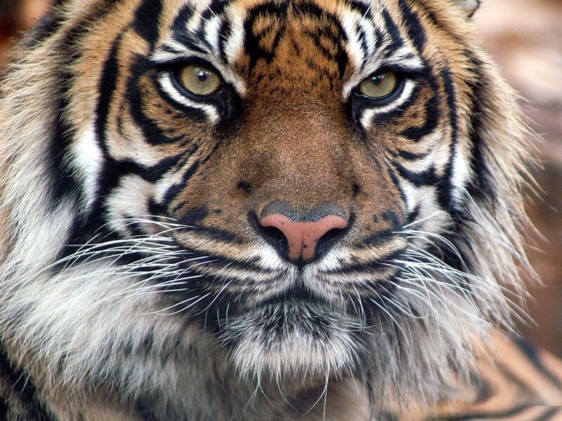 close-up of a tiger's face