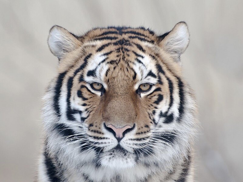 Close-up of a tiger's face