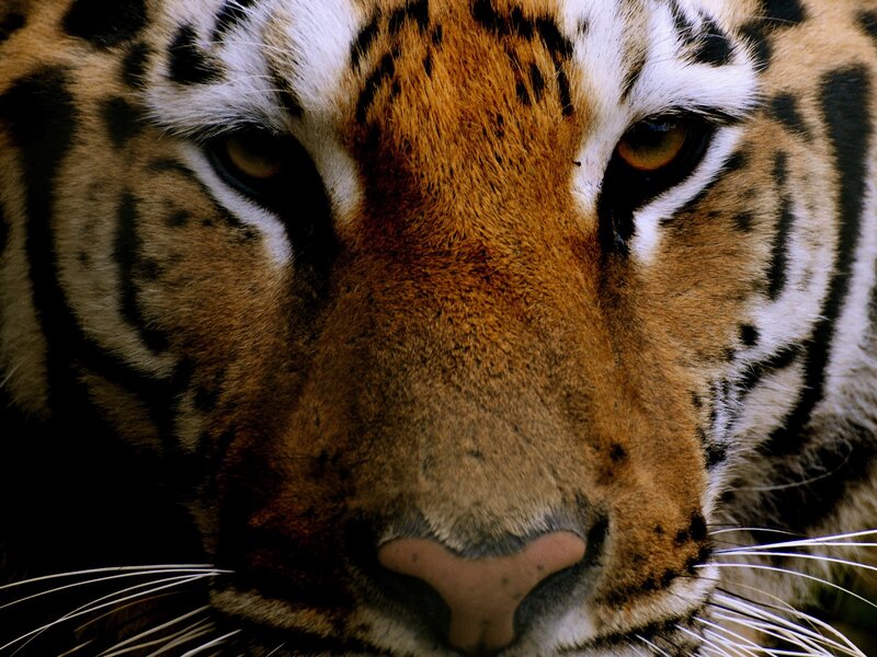 Close-up of a tiger's face