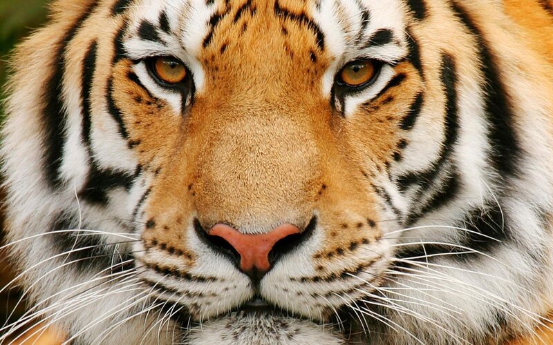 close-up of a tiger's face