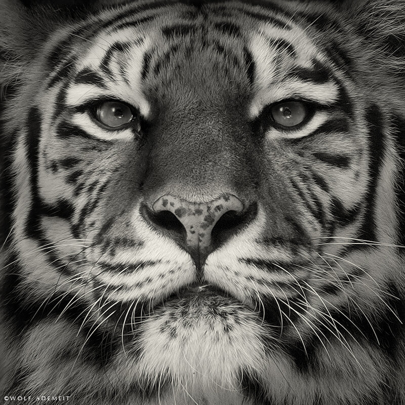 Close-up of a tiger's face