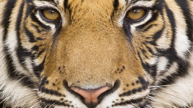 Close-up of a tiger's face