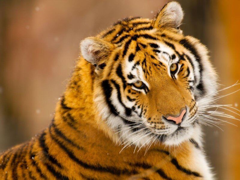 Close-up of a tiger's face