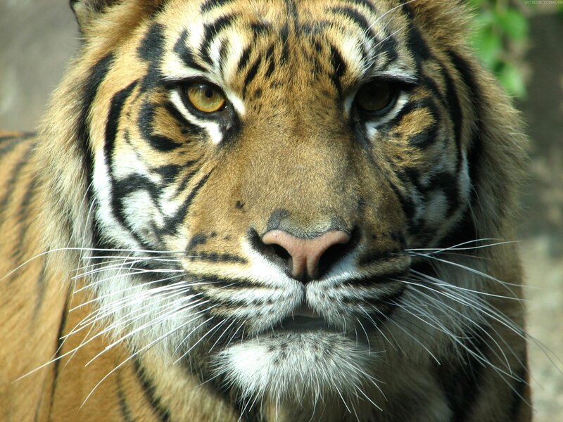 close-up of a tiger's face