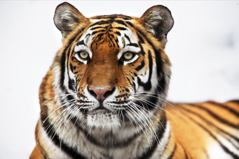 Close-up of a tiger's face