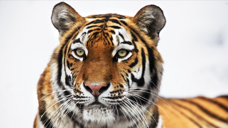 Close-up of a tiger's face