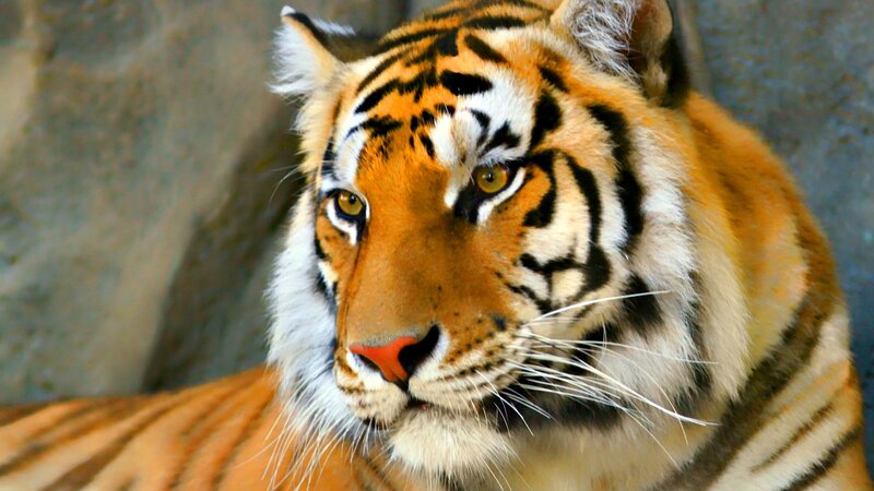 Close-up of a tiger's face