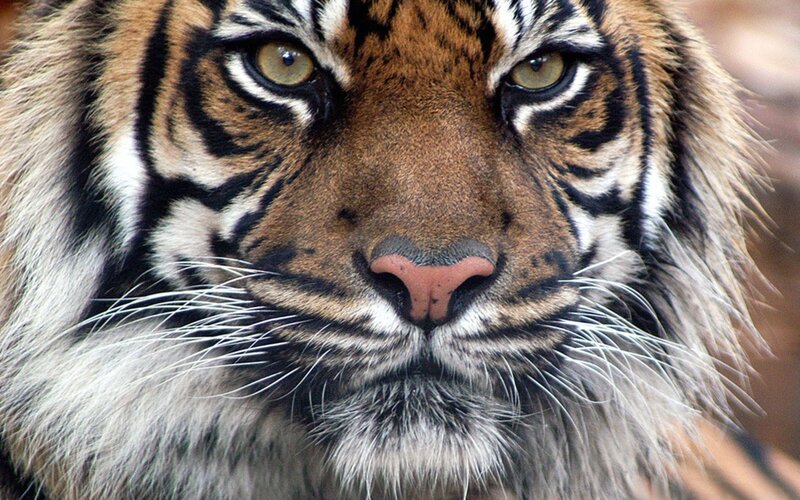 close-up of a tiger's face
