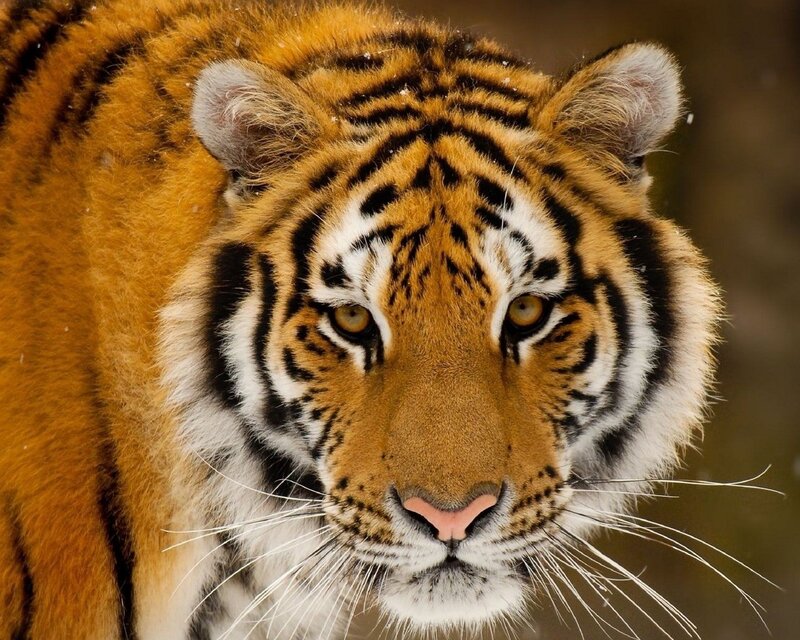 Close-up of a tiger's face