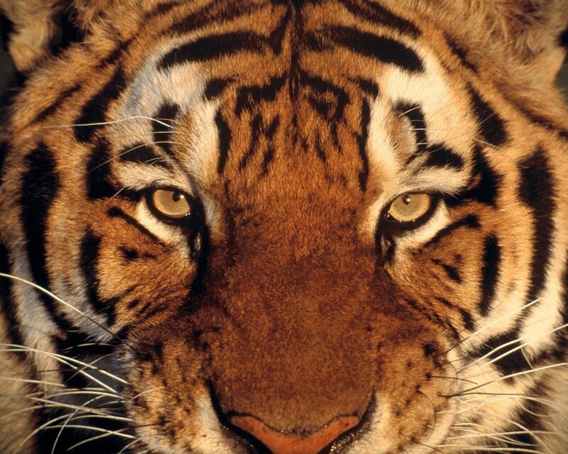 Close-up of a tiger's face