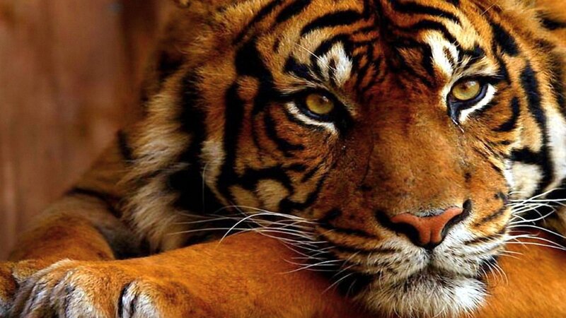 Close-up of a tiger's face