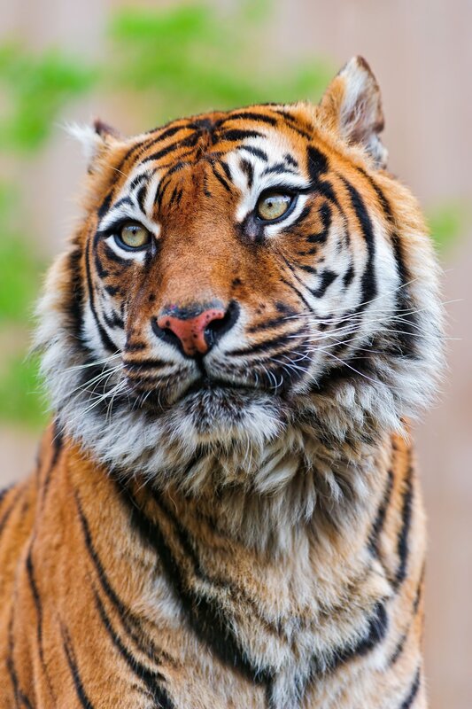 Close-up of a tiger's face