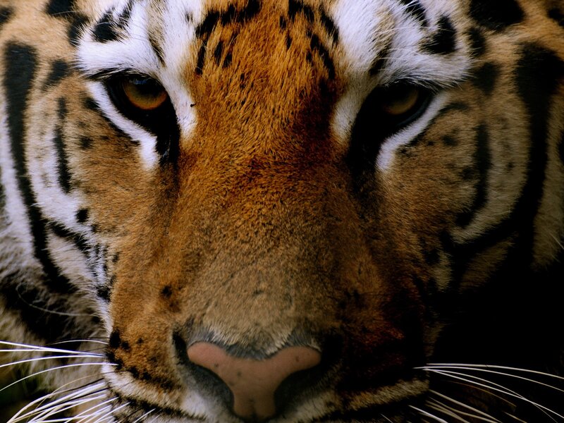 Close-up of a tiger's face