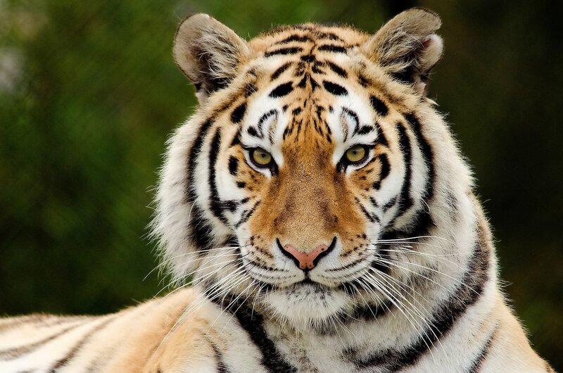 Close-up of a tiger's face