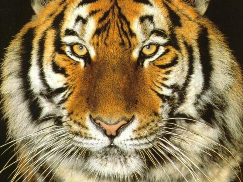 Close-up of a tiger's face