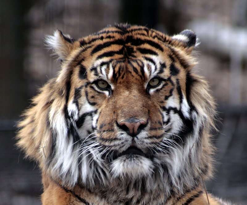 Close-up of a tiger's face