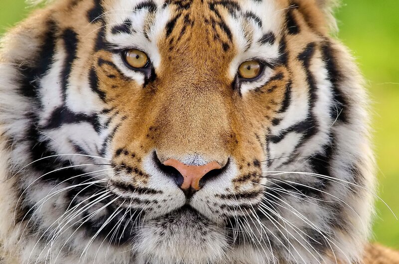Close-up of a tiger's face