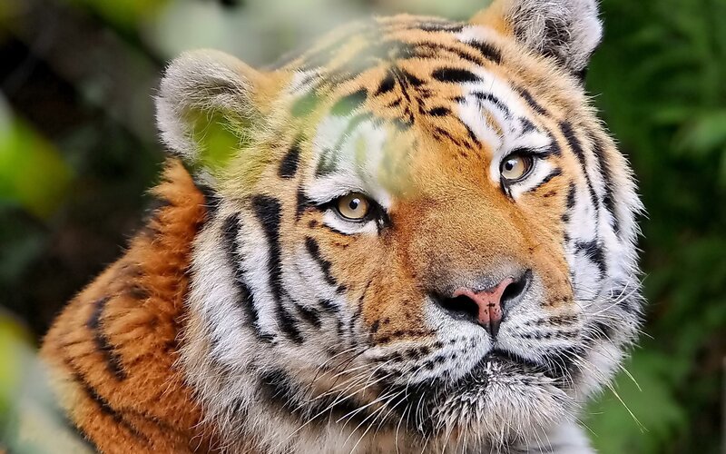 Close-up of a tiger's face