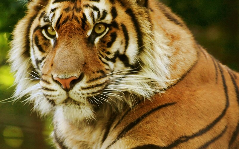 Close-up of a tiger's face