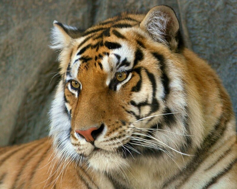 Close-up of a tiger's face