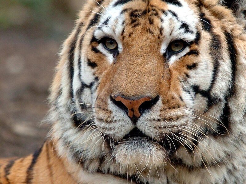 Close-up of a tiger's face