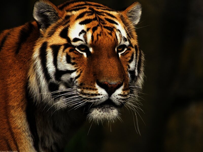 Close-up of a tiger's face