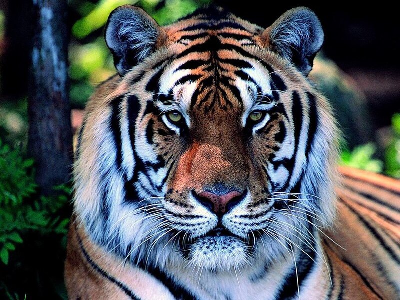 Close-up of a tiger's face