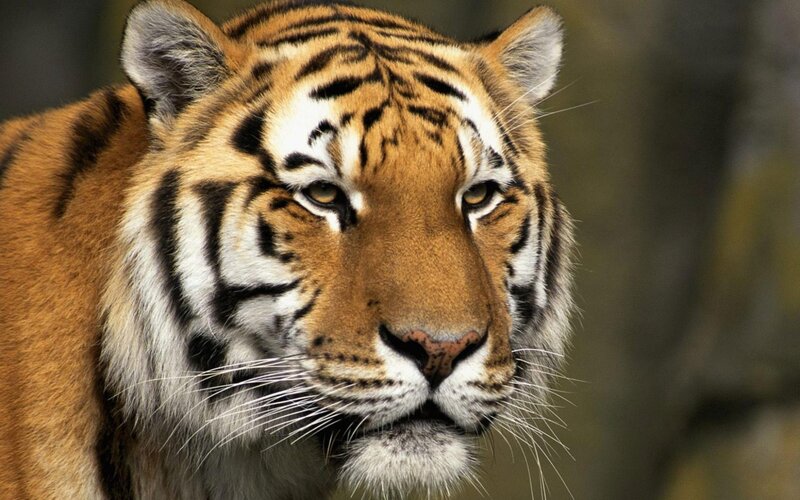 Close-up of a tiger's face