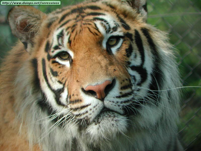 Close-up of a tiger's face