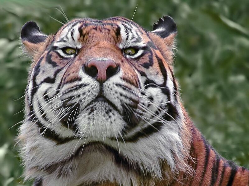 Close-up of a tiger's face