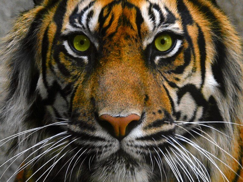 Close-up of a tiger's face