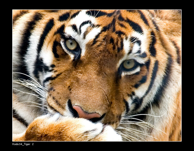 Close-up of a tiger's face