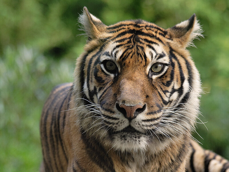 Close-up of a tiger's face