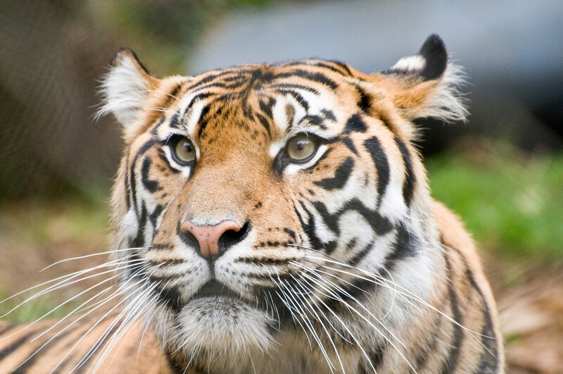 Close-up of a tiger's face