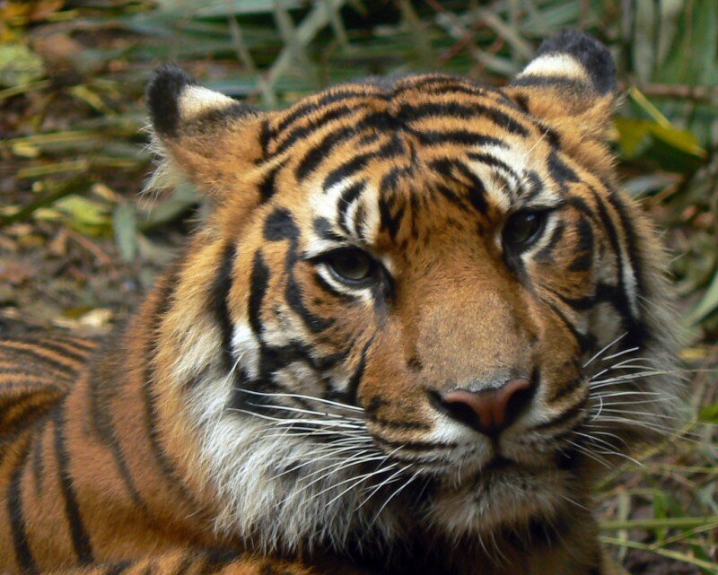 Close-up of a tiger's face