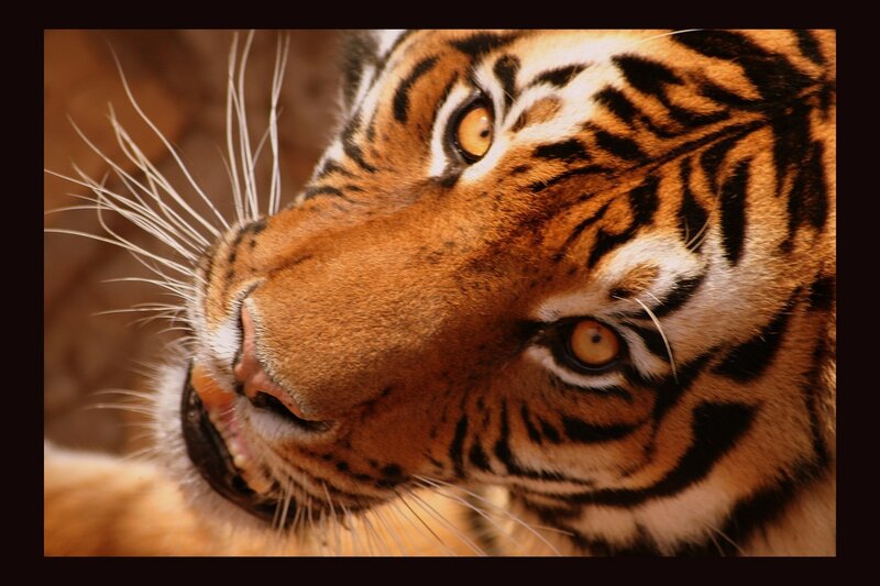 close-up of a tiger's face