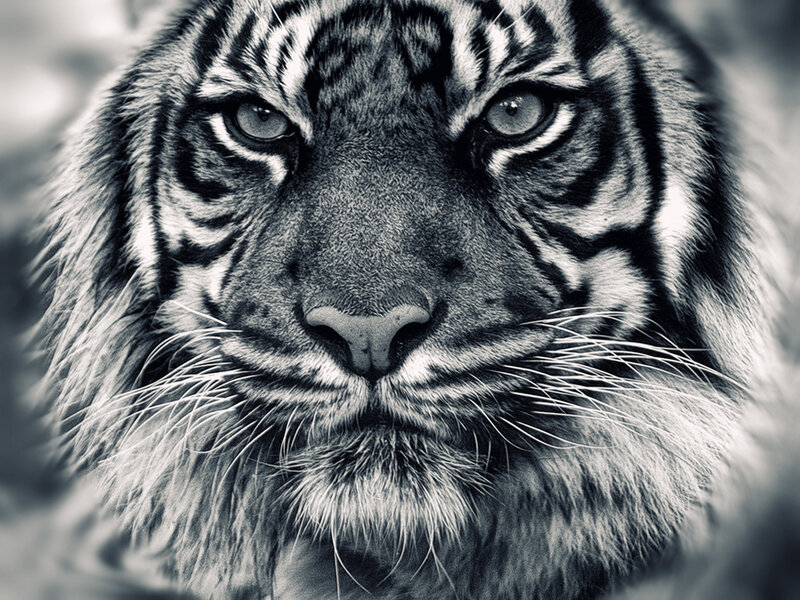 Close-up of a tiger's face