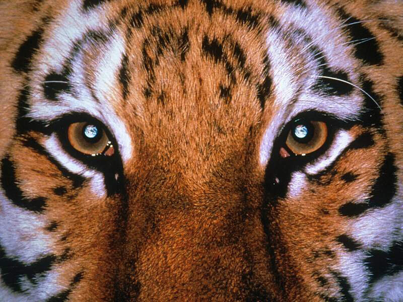 Close-up of a tiger's face